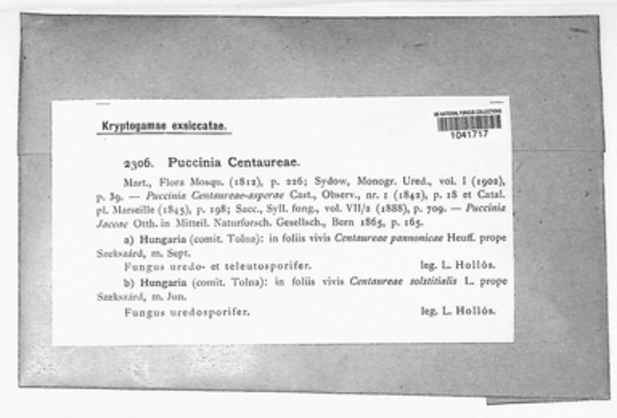 Puccinia centaureae image